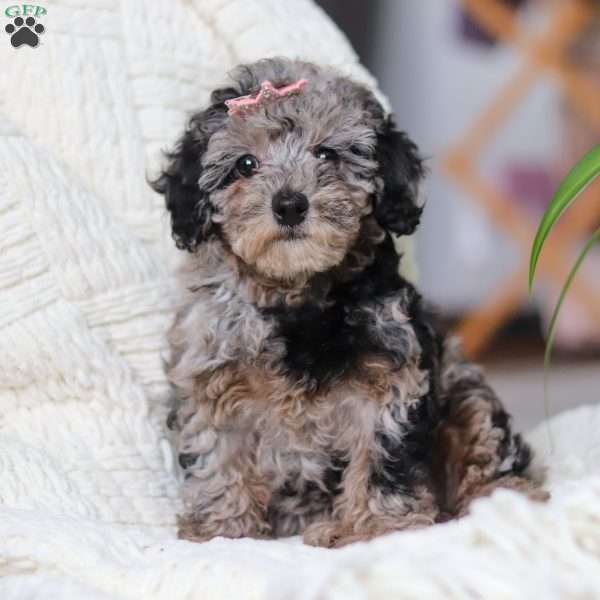 Bella, Miniature Poodle Puppy